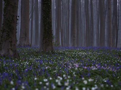 Foto: Pesona Mekarnya Bunga-Bunga Cantik di Tengah Pandemi