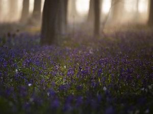 Saat Bunga-Bunga Cantik Bermekaran di Tengah Pandemi