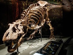 Studi Terbaru: Ternyata T-Rex Jalannya Lambat