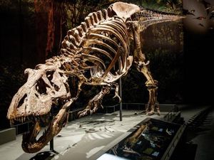 Studi Terbaru: Ternyata T-Rex Jalannya Lambat Studi Terbaru: Ternyata T-Rex Jalannya Lambat