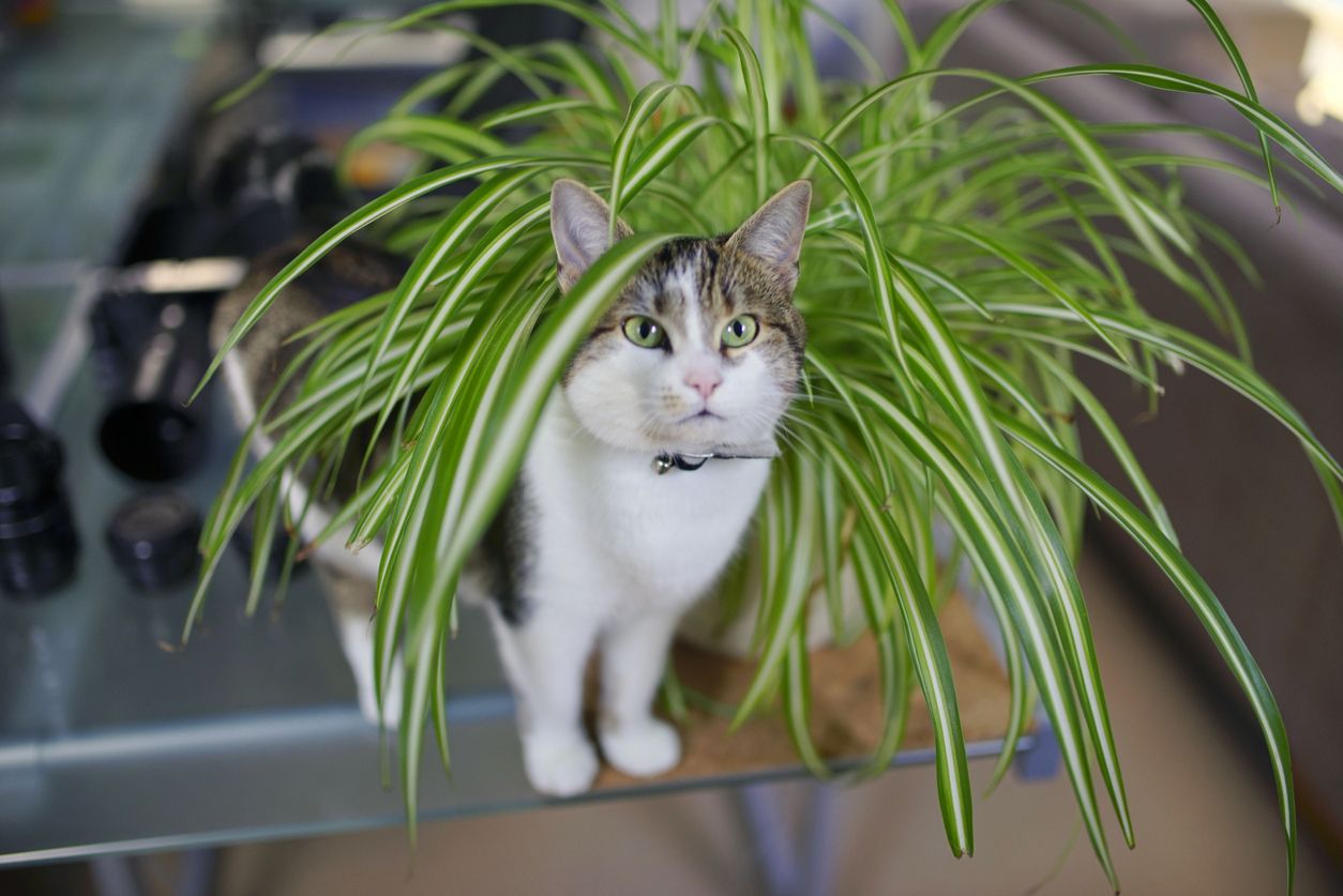 cat playing in spider plant