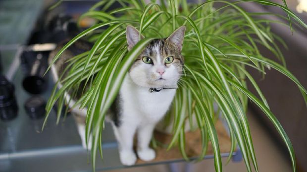 cat playing in spider plant