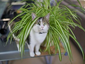 Rahasia Rawat Tanaman Lili Paris agar Tetap Happy dan Sehat