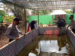 Wujudkan Ketahanan Pangan, Desa Moyo Mekar Kembangkan Budi Daya Lele