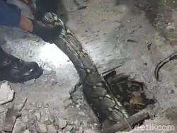 Ular Sanca 6 Meter Dievakuasi Damkar Bojonegoro