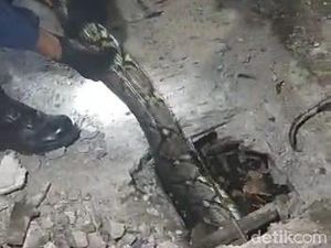 Ular Sanca 6 Meter Dievakuasi Damkar Bojonegoro Ular Sanca 6 Meter Dievakuasi Damkar Bojonegoro