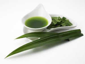 Manfaat Daun Suji untuk Makanan dan Bedanya dengan Daun Pandan Manfaat Daun Suji untuk Makanan dan Bedanya dengan Daun Pandan