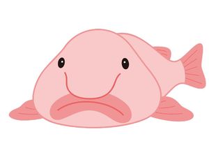 13 Fakta Blobfish Hewan Terjelek di Dunia dan Amat Misterius