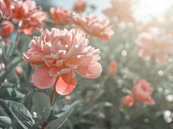 Peony, Bunga Lambang Happy Wedding yang Sering Hadir di Pernikahan