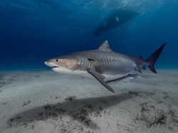 Sedang Asyik Berenang, Turis Perempuan Ini Diserang Hiu Harimau