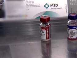 Pakai Vaksin Anjing Demi Cegah Corona, Dokter Hewan di Chile Didenda