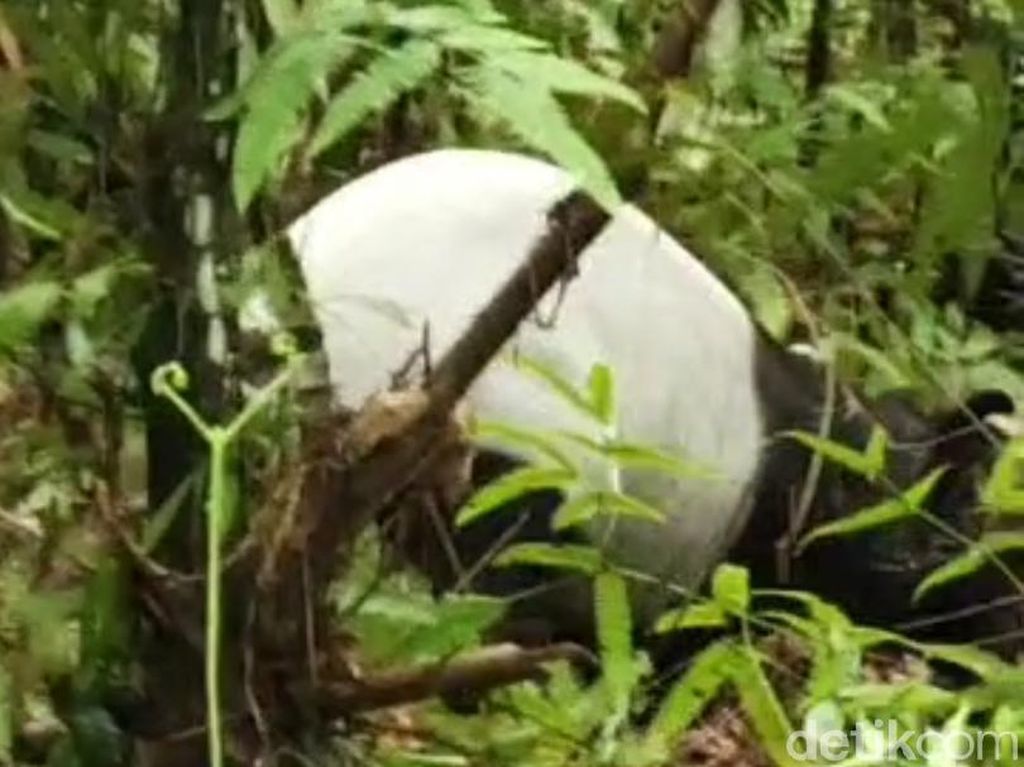 Tapir Masuk Jerat Babi di Hutan Riau, Hilang Saat Dievakuasi Tapir Masuk Jerat Babi di Hutan Riau, Hilang Saat Dievakuasi