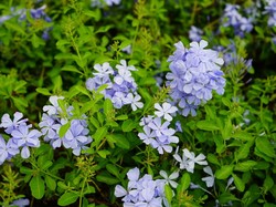 Dosen ITERA Teliti Tumbuhan untuk Obat Anti Kanker Alami