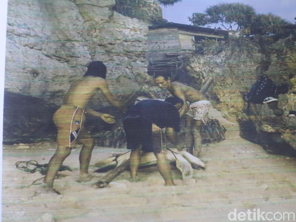 Bunuh-Cincang Penyu Langka Dilindungi, 7 Nelayan Gunungkidul Ditangkap Bunuh-Cincang Penyu Langka Dilindungi, 7 Nelayan Gunungkidul Ditangkap