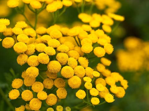 Summer background with yellow circular flowers of tansy.