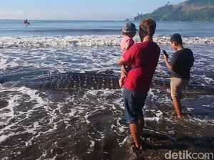 Gagal Dievakuasi, Hiu Paus yang Terdampar di Pantai Bayeman Akhirnya Mati