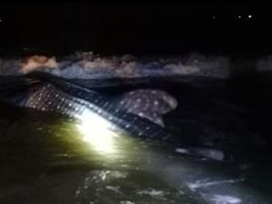 Hiu Paus Terdampar di Pantai Bayem Tulungagung