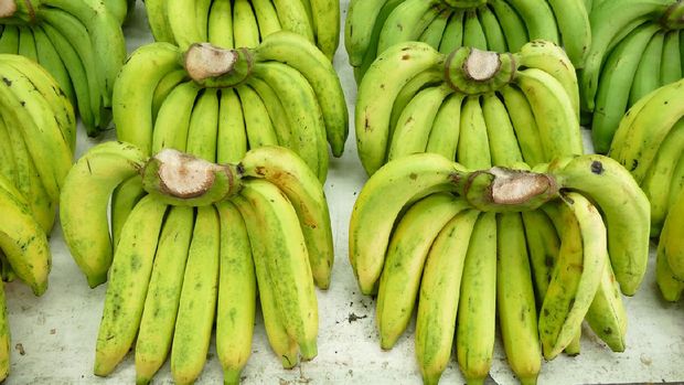 ilustrasi pisang ambon banana