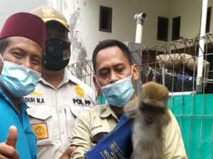 Heboh Monyet Lepas Serang Bocah hingga Terluka di Palmerah Heboh Monyet Lepas Serang Bocah hingga Terluka di Palmerah