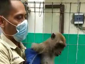 Monyet Lepas Serang Bocah di Palmerah hingga Berdarah