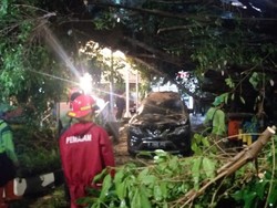 Hujan Deras Guyur Jaksel, Pohon Tumbang Timpa Mobil hingga Motor