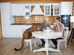 Pasangan Ini Hidup bersama Singa Gunung Dalam Satu Rumah, Tak Takut Diterkam