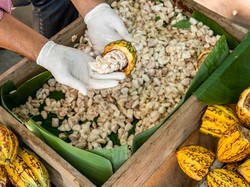 Kementan Dorong Industri Cokelat untuk Penuhi Kebutuhan Ekspor