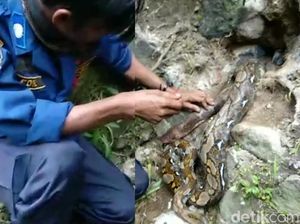 Hiii... 2 Ekor Sanca Ngumpet di Pipa Kloset Warga Sukabumi