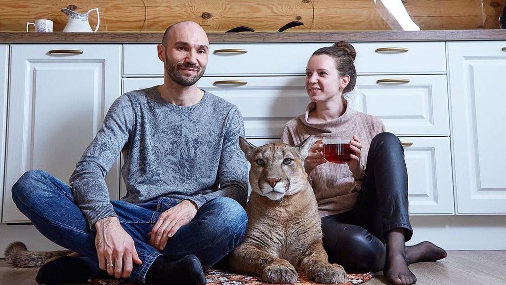 10 Foto Pasangan yang Tinggal Bersama Singa Gunung, Makan Sampai Tidur Bareng