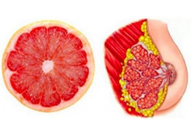 manfaat buah dan sayur untuk organ tubuh