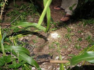 Pemuda Blitar Ditemukan Tewas di Ladang, Tak Ada Luka Bekas Kekerasan