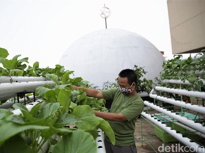 Saat Atap Masjid di Ibu Kota Disulap Jadi Kebun Hidroponik