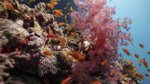 Fish swim above a coral reef in the Red Sea offshore of the King Abdullah University of Science and Technology (KAUST) near the city of Jeddah, Saudi Arabia, December 17, 2019. Picture taken December 17, 2019.  To match Special Report CLIMATE-CHANGE/SCIENTISTS-DUARTE  REUTERS/Lucas Jackson