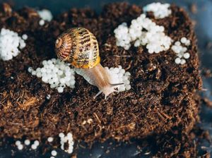 5 Makanan Aneh dari Bagian Tubuh Hewan yang Digemari Banyak Orang