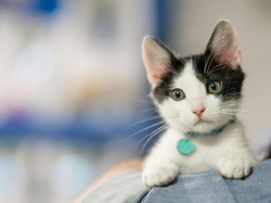 Mengenal Nama Anak Hewan dalam Bahasa Jawa, dari Cebong hingga Kampret