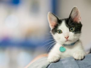 Mau Pelihara Anjing atau Kucing, Berapa Biayanya Ya? Mau Pelihara Anjing atau Kucing, Berapa Biayanya Ya?