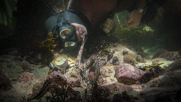 Craig Foster interacts with an octopus in a scene from the documentary 