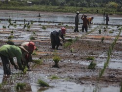 Dunia Dihantui Krisis Pangan, Petani-Nelayan Pede RI Aman karena Hal Ini