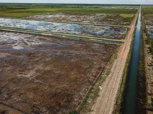 Penataan Kawasan Food Estate Dinilai Perlu Perhatikan Aspek Kearifan lokal