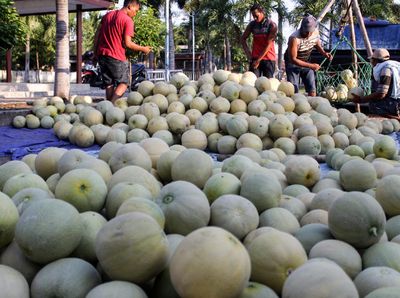 Panen Melon Berkah Ramadhan