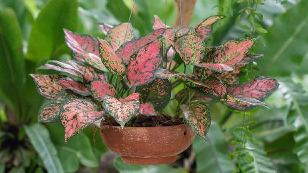 Colorful Aglaonema plants in the garden.Common name: Aglaonema Scientific name: Aglaonema sp. Family: Araceae.