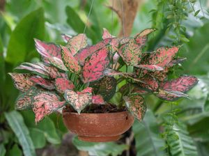 Pencuri Spesialis Tanaman Hias di Bengkulu Dibekuk, 97 Aglaonema Diamankan Pencuri Spesialis Tanaman Hias di Bengkulu Dibekuk, 97 Aglaonema Diamankan