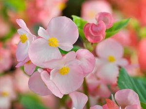 5 Tanaman Hias Paling Harum, Rumah Auto Serasa Taman Bunga