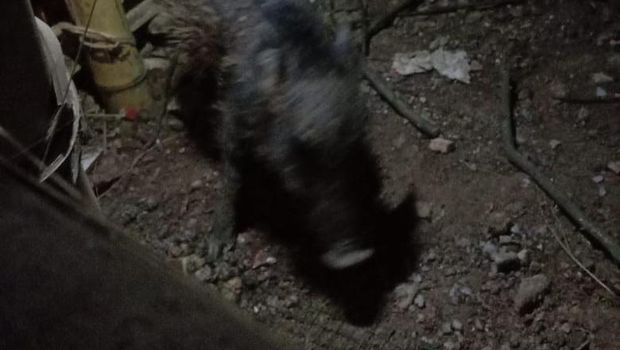 Babi ngepet yang ditangkap warga Bedahan, Sawangan, Depok Babi ngepet yang ditangkap warga Bedahan, Sawangan, Depok