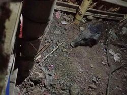Yang Ditemukan Usai Kuburan Babi Ngepet Dibongkar Polisi