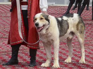 Gegara Anjing Ini, Turkmenistan Punya Hari Libur Nasional Baru