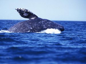 Ikan Paus Bernapas dengan Apa? Ini Penjelasannya