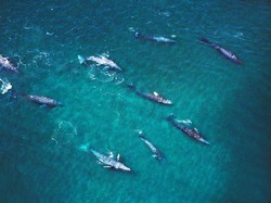 Turis Ini Dicium Paus 45 Ton di Meksiko