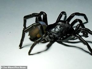 Ditemukan Spesies Baru Laba-laba Berbisa dan Mengerikan