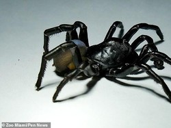 Ditemukan Spesies Baru Laba-laba Berbisa dan Mengerikan